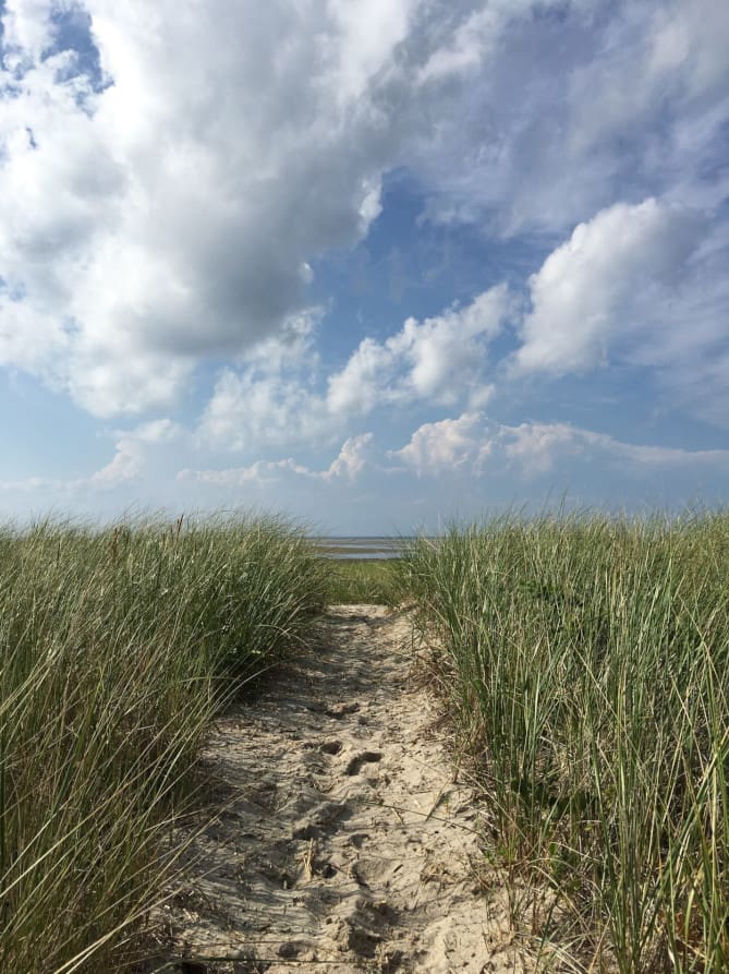 A dirt path through tall grass leading to the ocean.